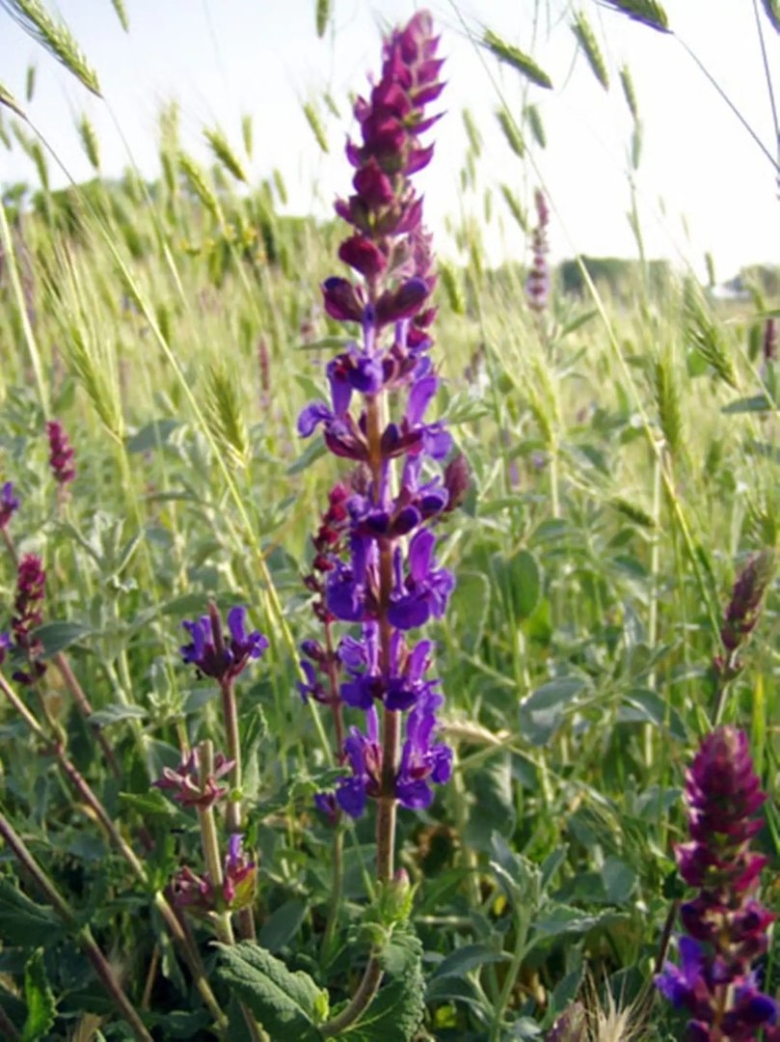 Шалфей дикий Луговой