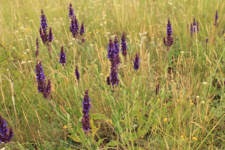 Шалфей дикий Луговой