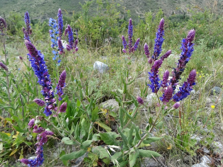 Горный шалфей Крыма