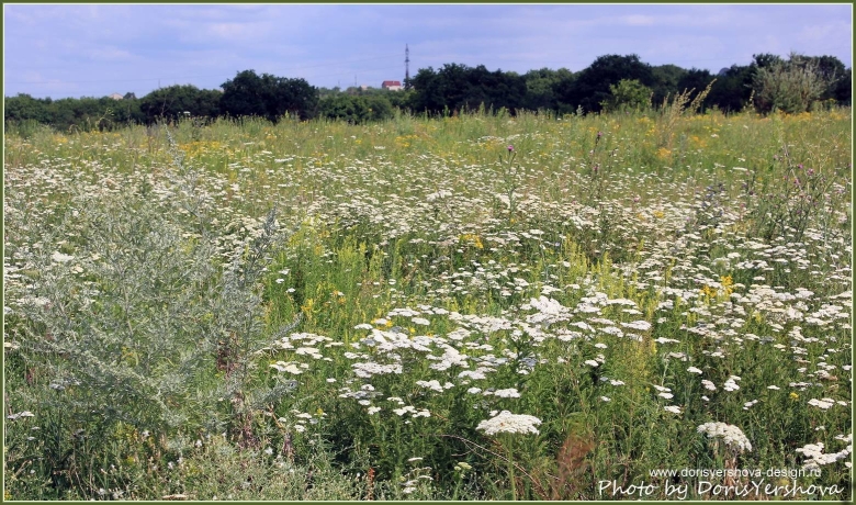 Тысячелистник в Волгоградской области
