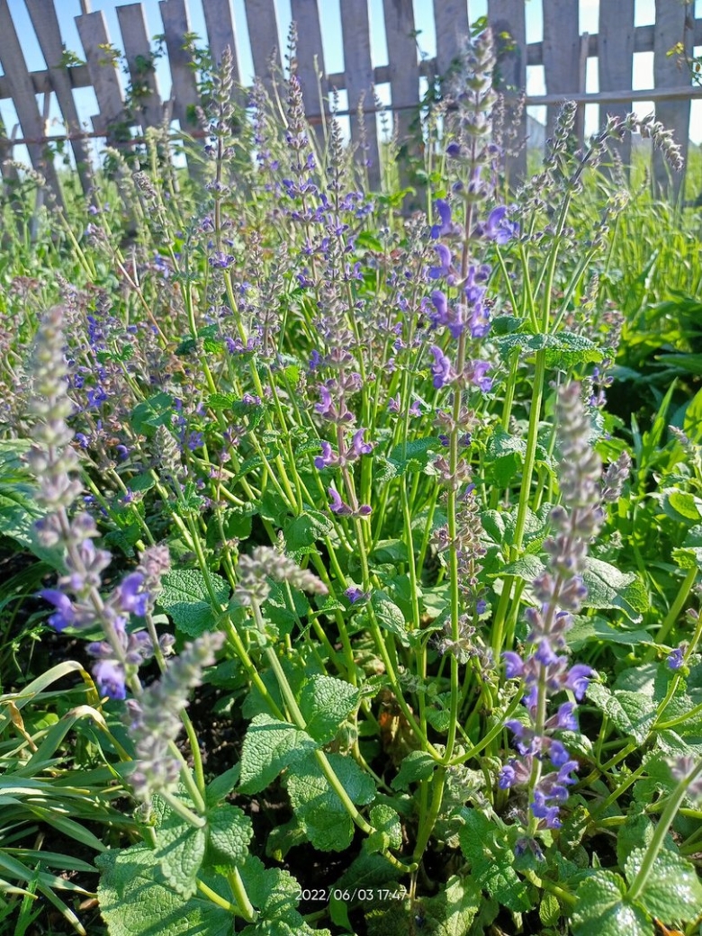 Луговой шалфей