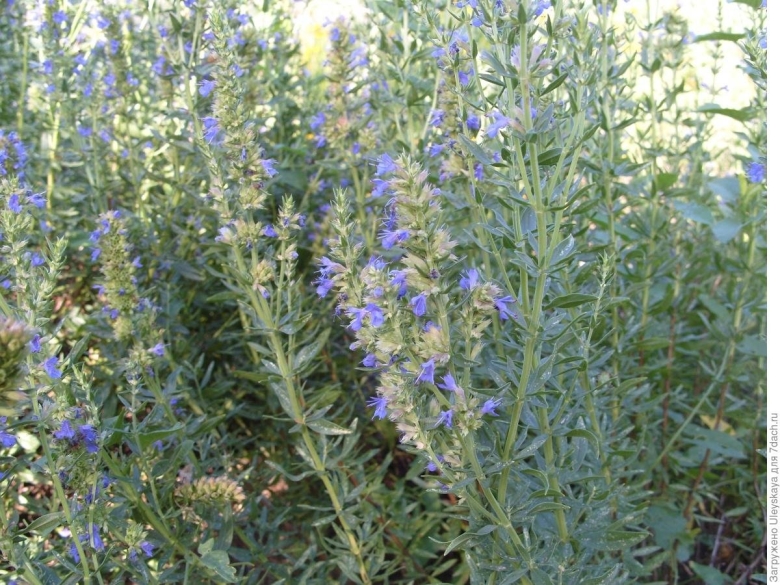 Иссоп лекарственный