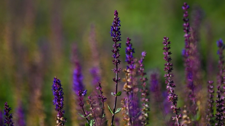 Шалфей карадонна