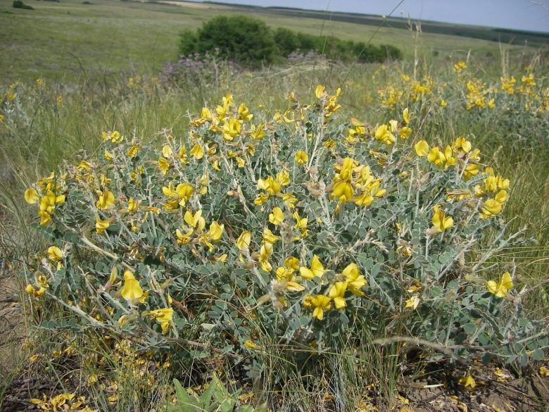 Растение Майкараган Волжский