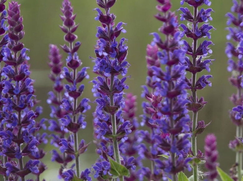 Шалфей растение