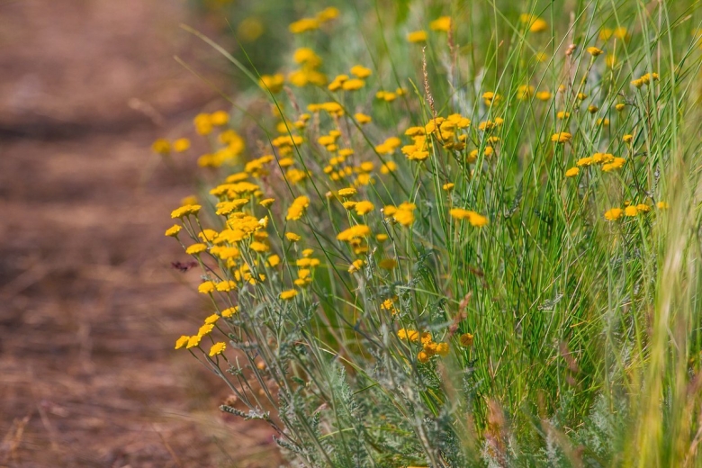 Трава в Волгоградской области жёлтая
