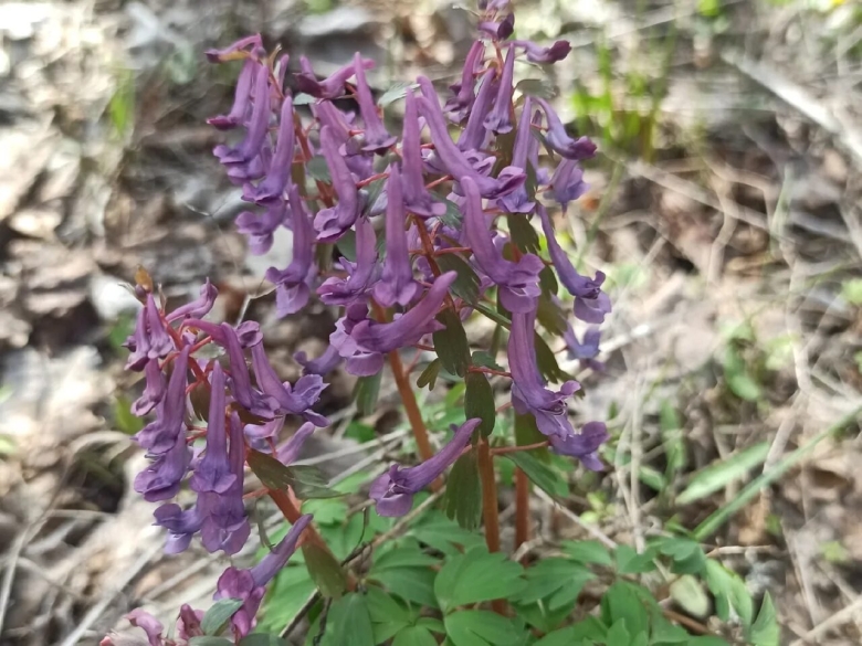 Первоцветы Волгоградской