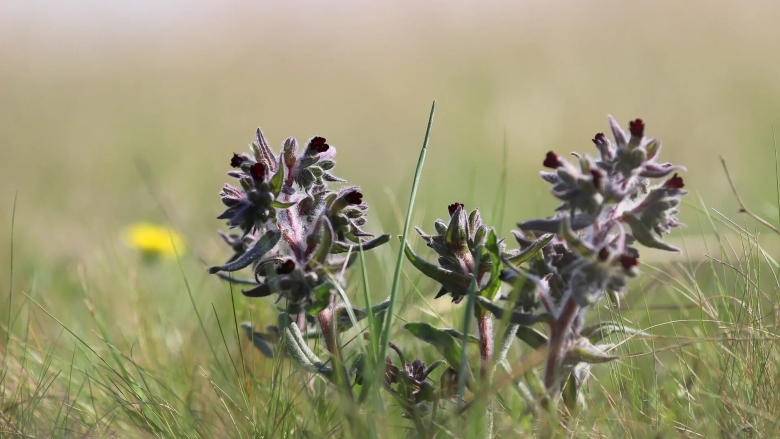 Травянистые растения степи