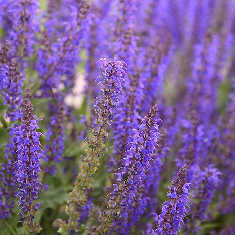 Сальвия Миднайт