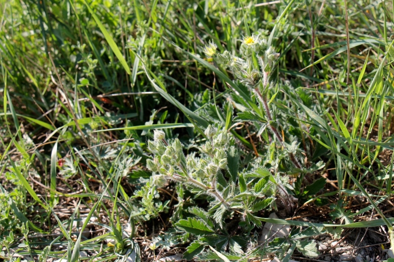 Лечебные травы Урала