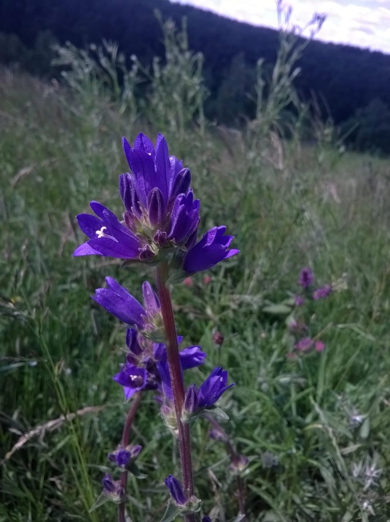 Травянистые растения в городе