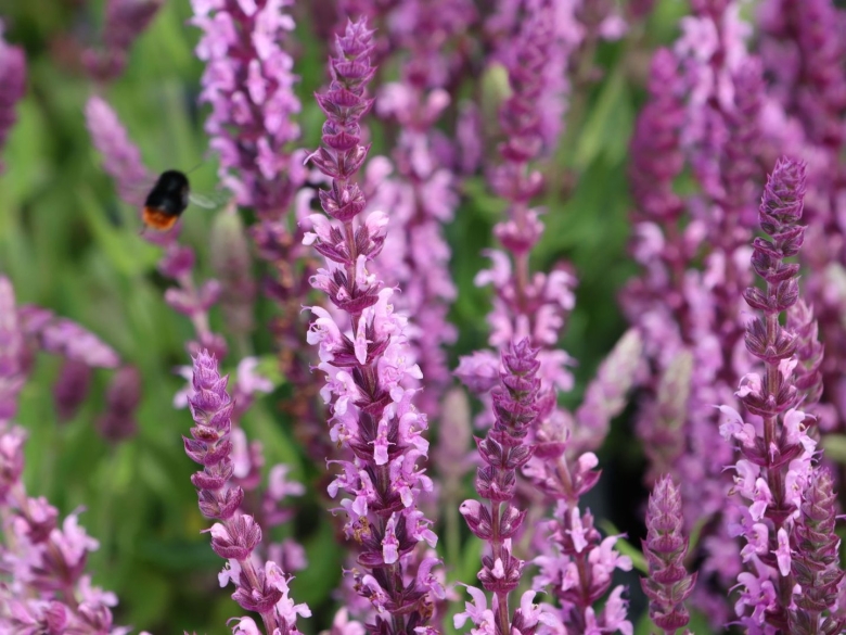 Шалфей дубравный нью дименшн роуз