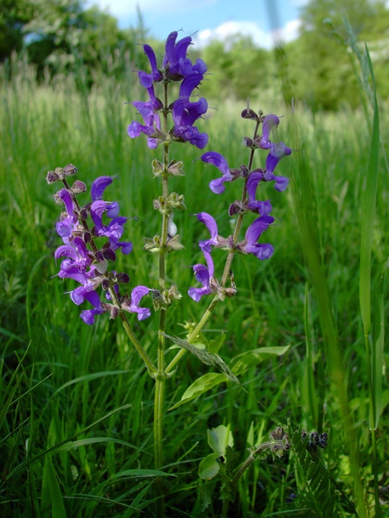 Salvia pratensis