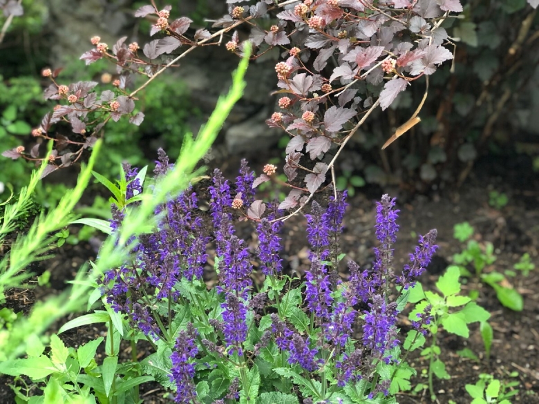 Шалфей дубравный salvia nemorosa