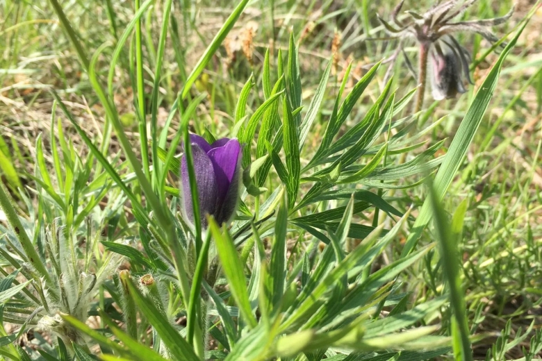 Усть-медведицкий природный парк волгоградской области растении