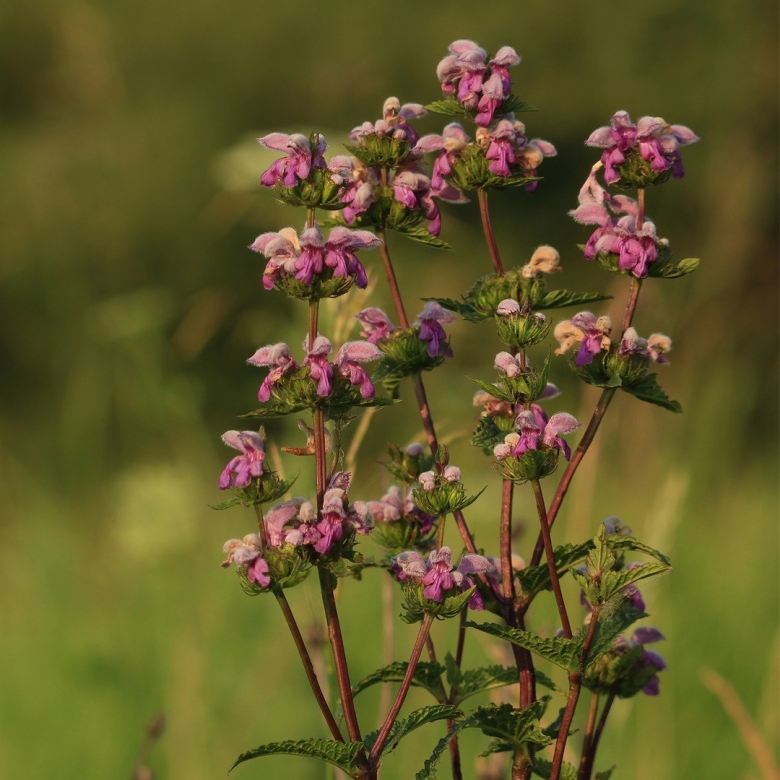 Зопник клубненосный БРОУНЗ Фламинго