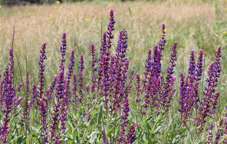 Шалфей остепненный