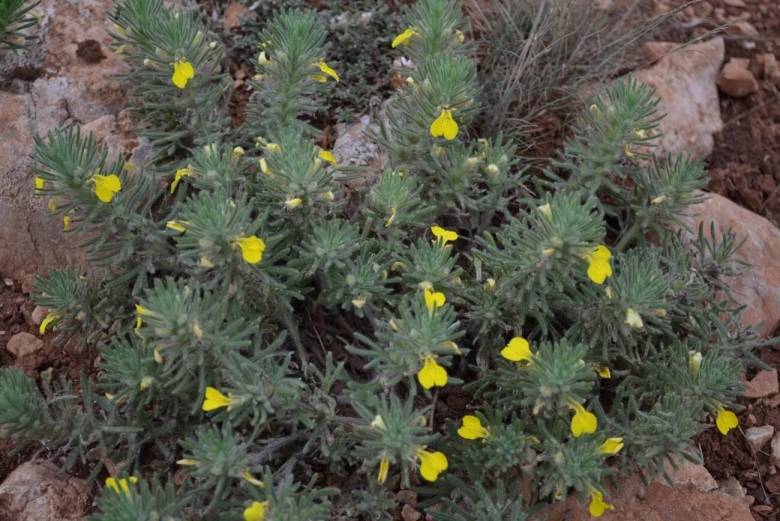 Степные лекарственные растения