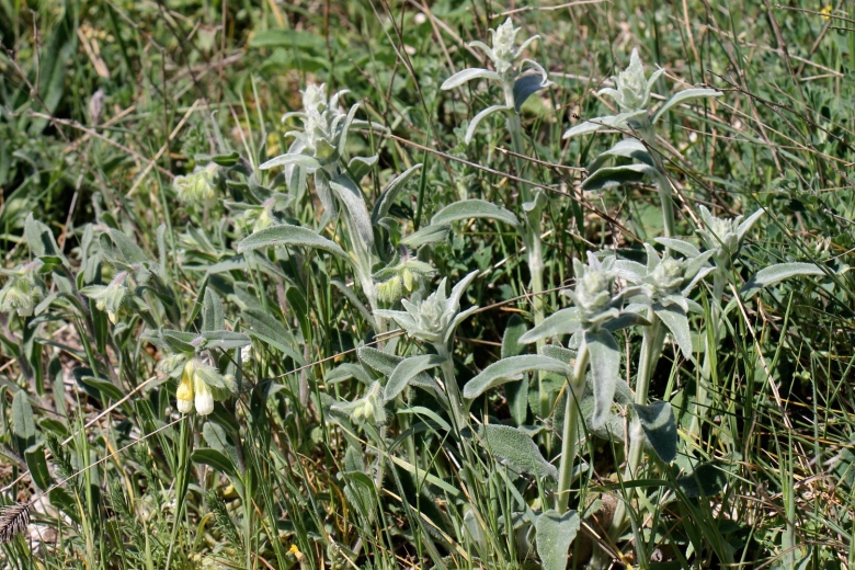 Чистец шерстистый