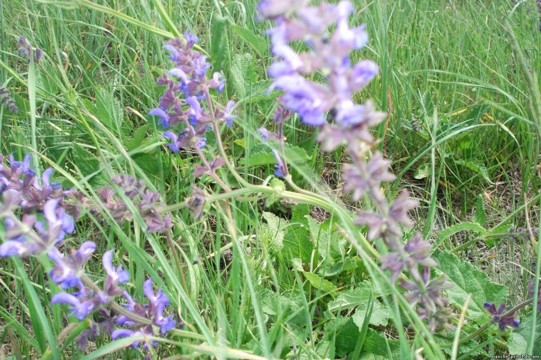 Шалфей остепнённый степной сухостепной