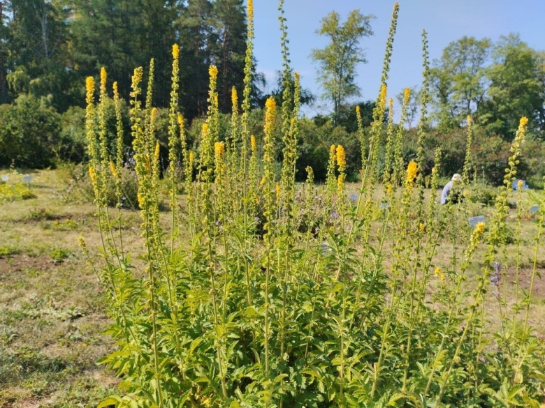 Репешок обыкновенный