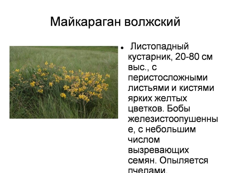 Майкараган Волжский описание