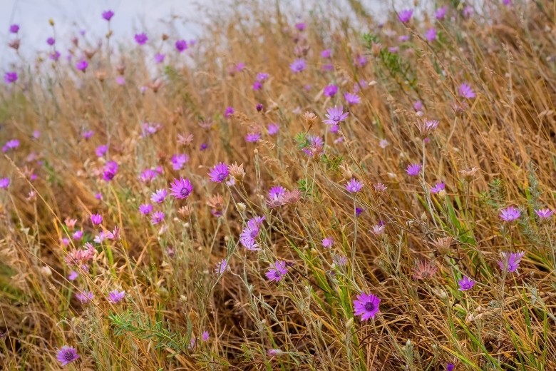Полевые цветы Ставрополья