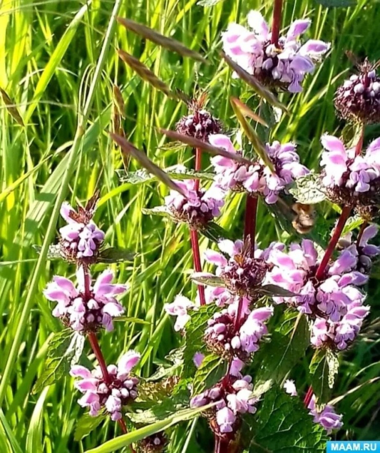 Лекарственные растения