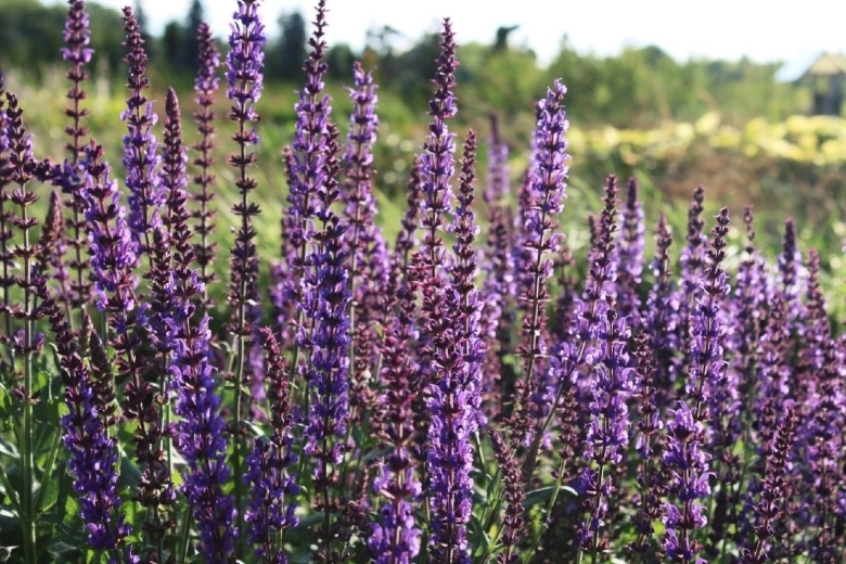 Шалфей дубравный