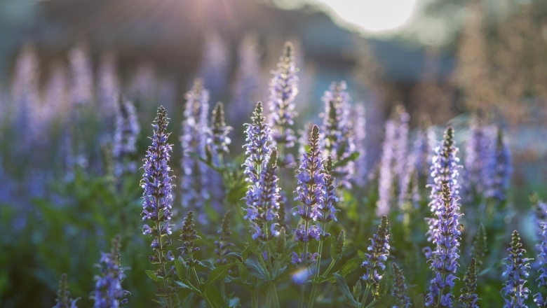 Шалфей полевой Луговой