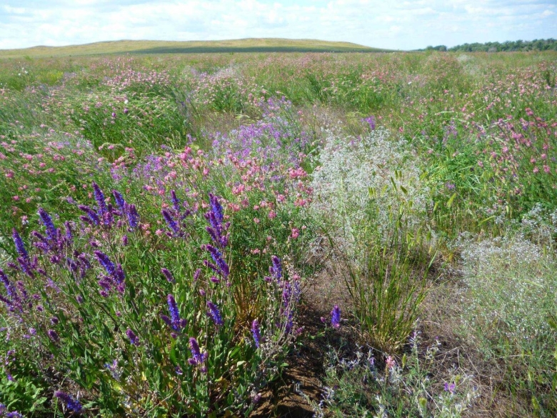 Шалфей Волгоградской области
