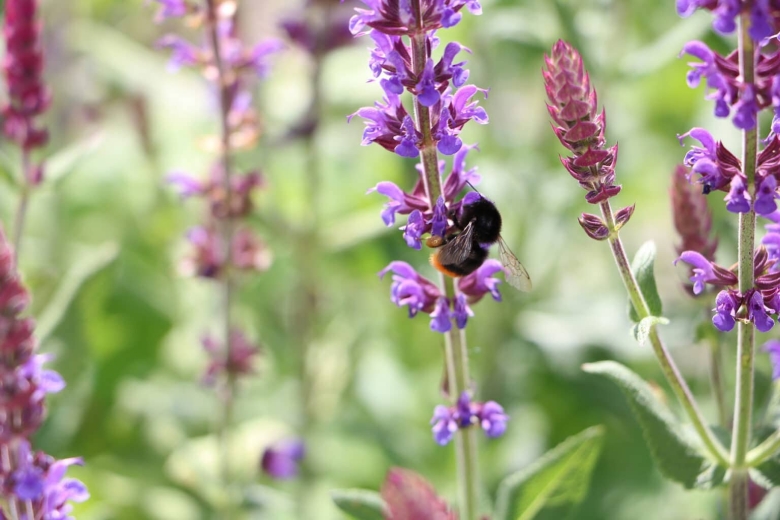 Шалфей степной