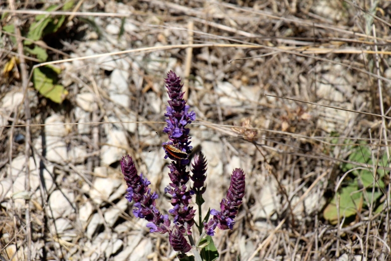 Шалфей в Ростовской области