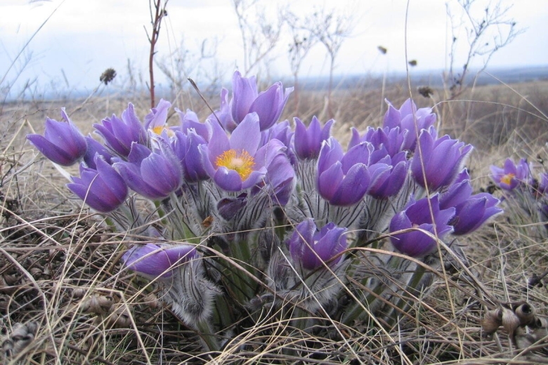 Первоцветы Волгоградской области