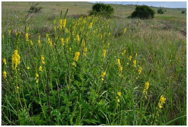 Репешок обыкновенный