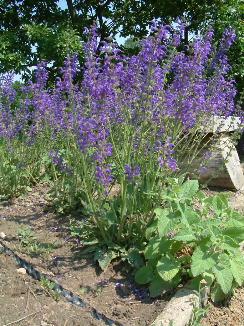 Шалфей прутьевидный Луговой