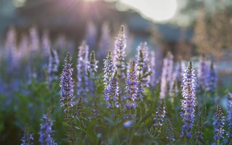 Шалфей дубравный  нью деменшн блю