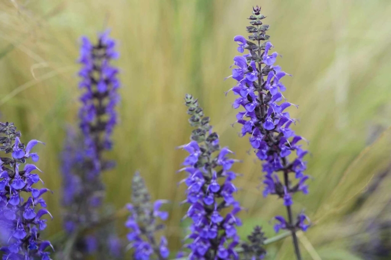 Шалфей mainacht