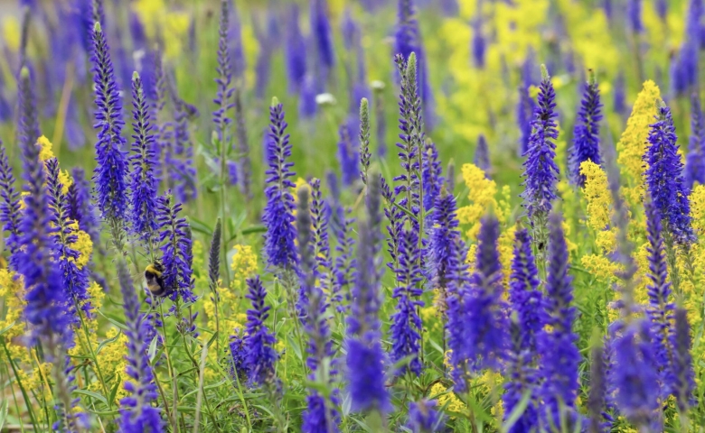 Вероника растение голубая полева