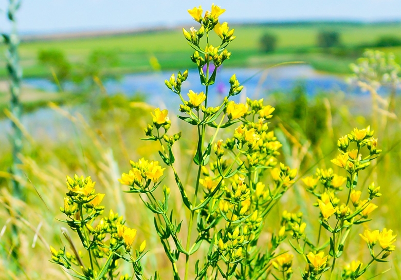 Растения Ростовской области зверобой