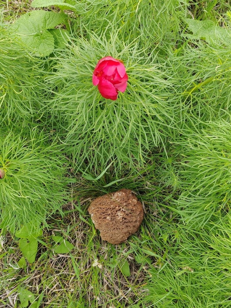 Пион тонколистный