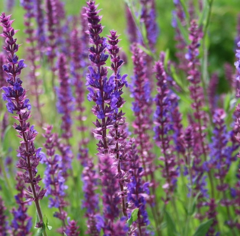 Иссоп Северная Лаванда