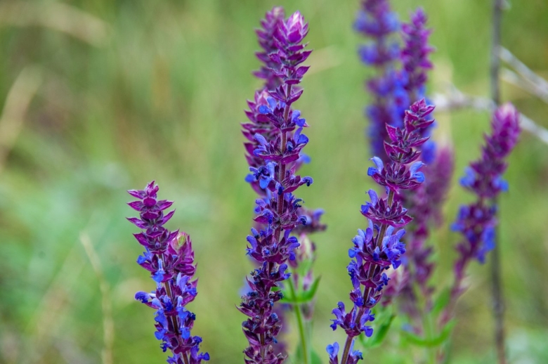 Шалфей луговой