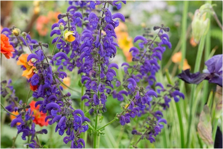 Шалфей луговой