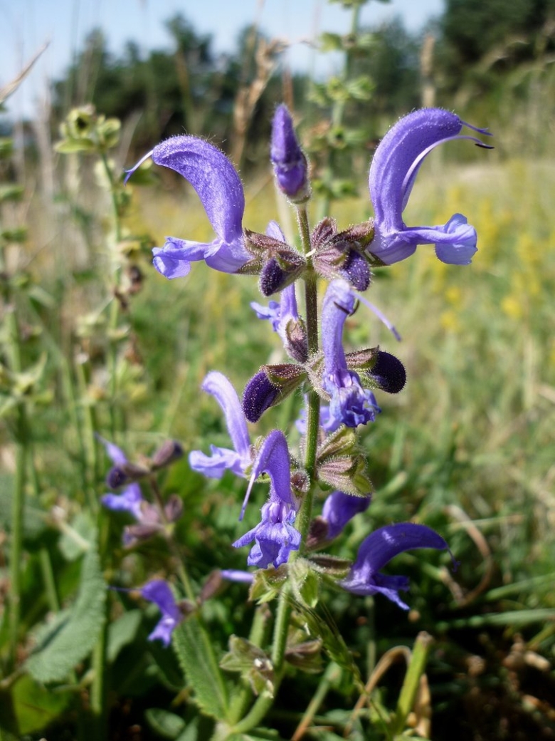 Salvia officinalis