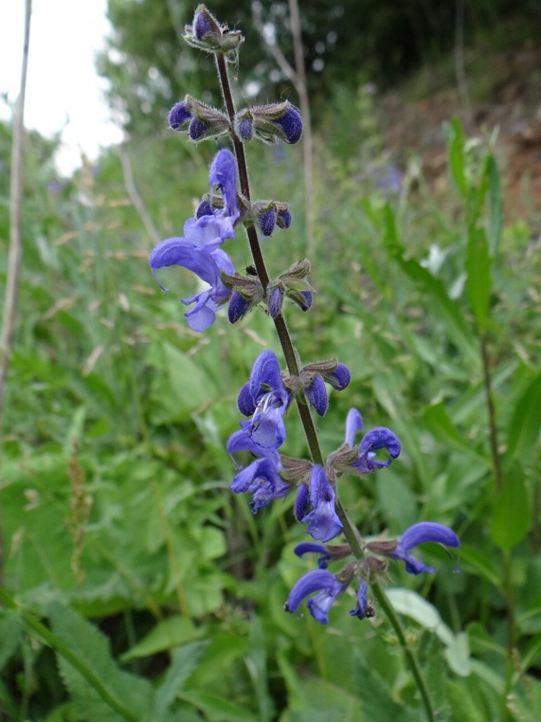 Шалфей дикий