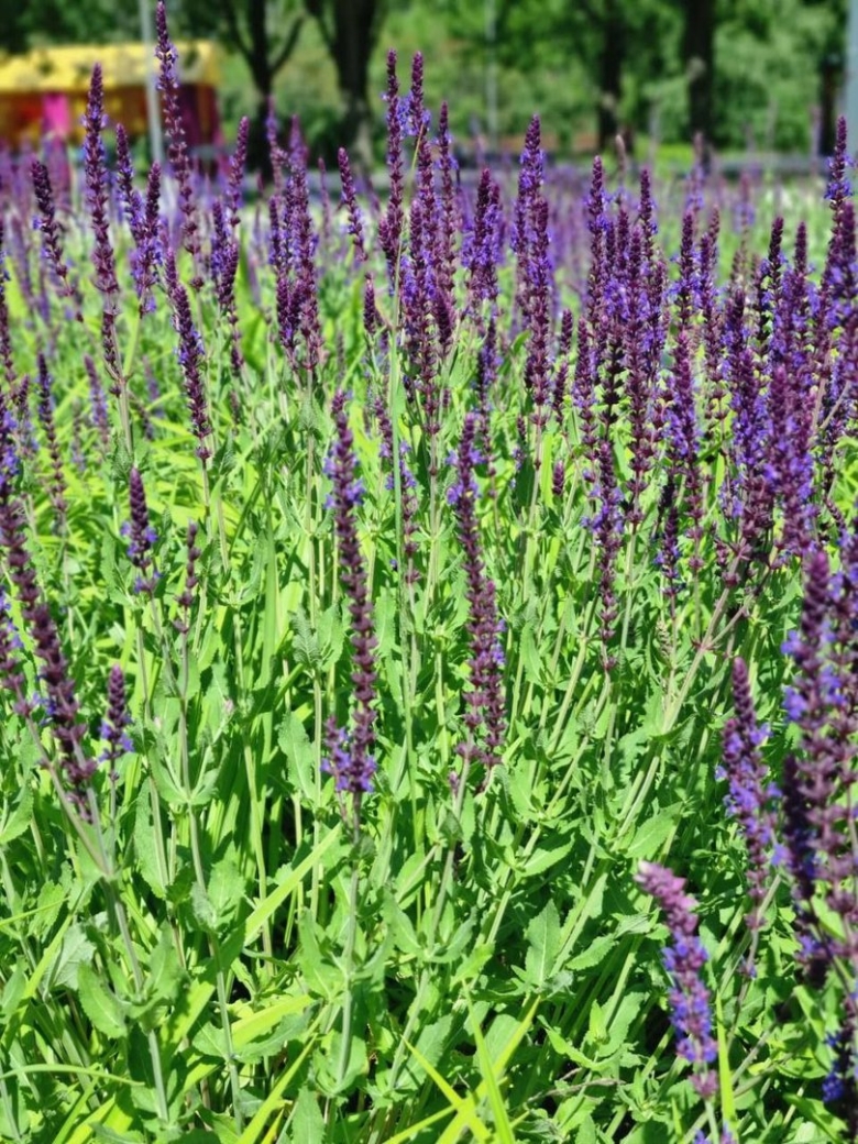 Salvia nemorosa caradonna