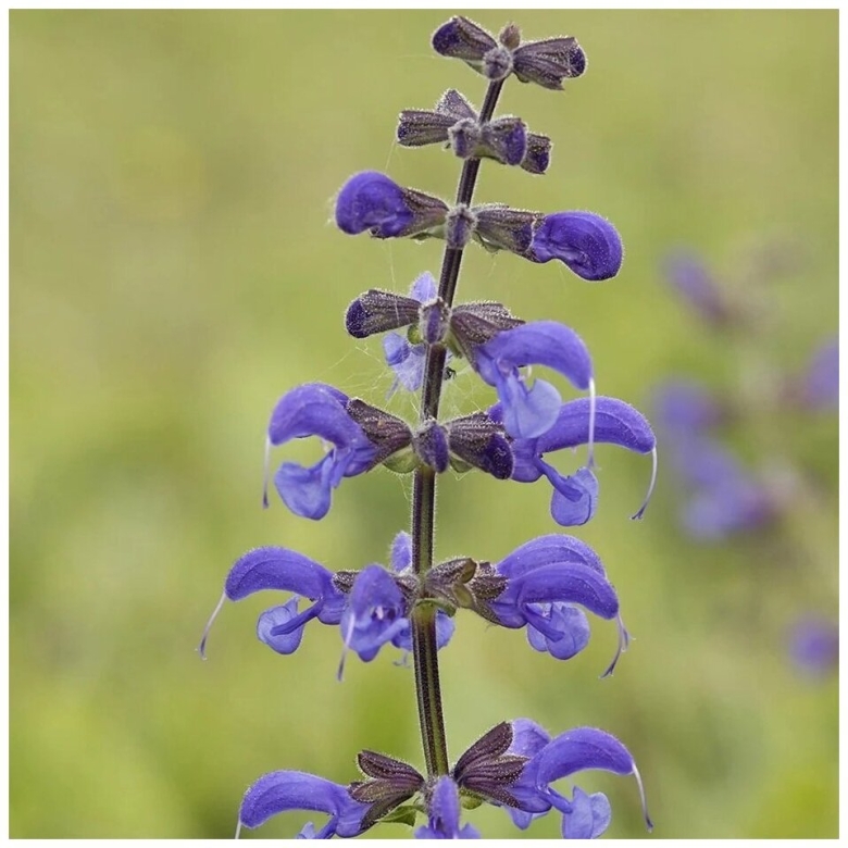 Шалфей дикий луговой