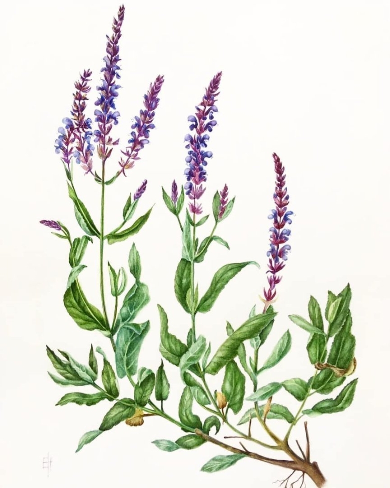 Шалфей лекарственный рисунок