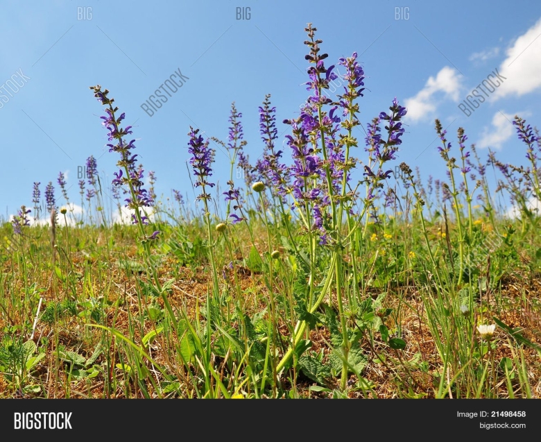 Луговой шалфей